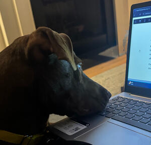 Sadie Social Media Manager